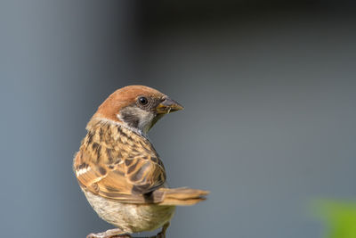 Close-up of sparrow