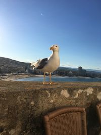 Seagull perching on a shore