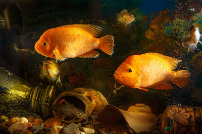 Dreamlike underwater world in an aquarium. large freshwater fish swim in the aquarium.