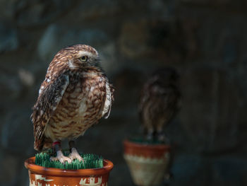 Close-up of bird perching potted plant