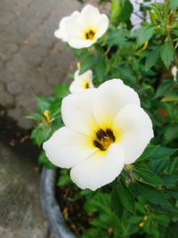 Close-up of white flowering plant