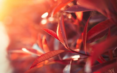 Close-up of red flowering plant