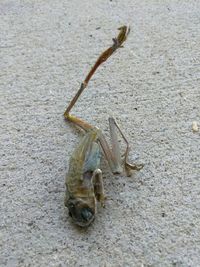 Close-up of crab on sand