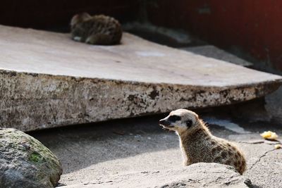 Close-up of lizard on rock
