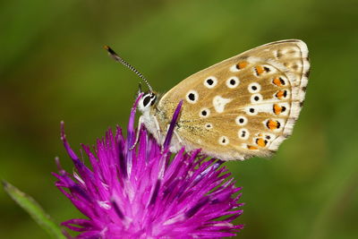 Close-up of butterfly pollinating on pink flower