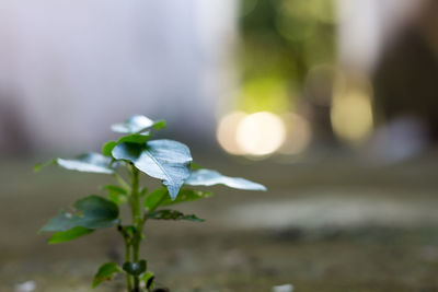 Close-up of flower against blurred background