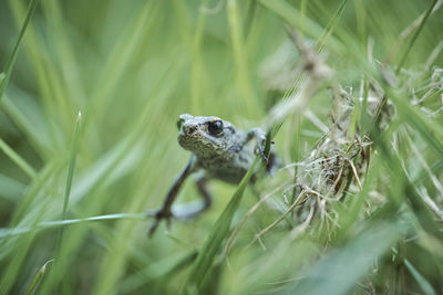 Close-up of a lizard on land