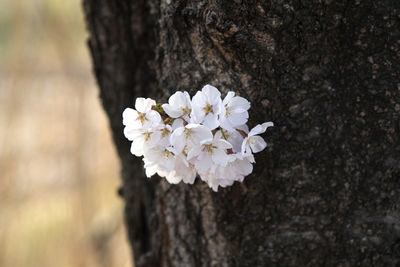 View of cherry