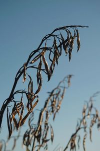 Close-up of dried plant against clear blue sky