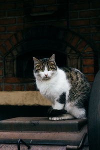 Close-up portrait of cat sitting outdoors