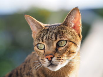 Close-up of cat looking away