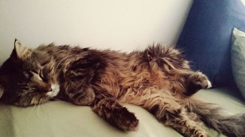 Dog sleeping on sofa