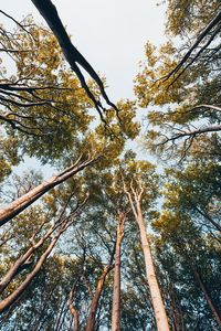 Low angle view of trees against sky