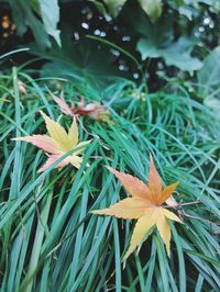 Close-up of maple leaf