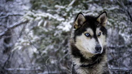 Siberian husky looking against dry plants during winter