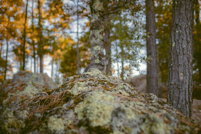 Low angle view of cat on rock