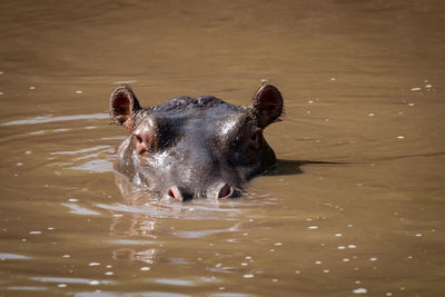 Hippopotamus in river 