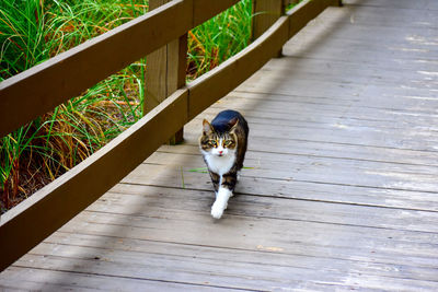 Portrait of cat on wooden floor