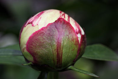 Close-up of pink flower