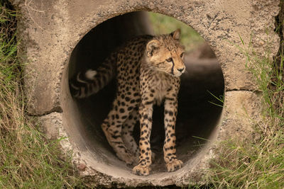 Young cheetah inside concrete pipe
