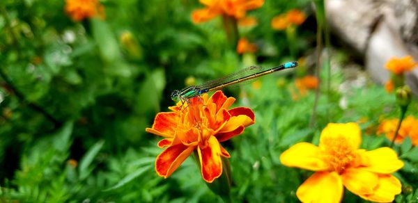 Close-up of butterfly pollinating on flower