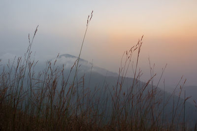 Plants at sunset