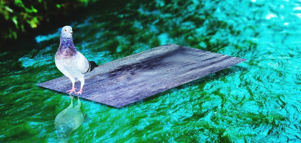 High angle view of seagull perching on wood