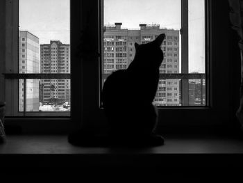 Cat sitting on window sill at home