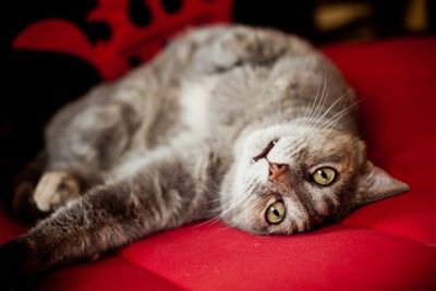 Close-up of cat lying on sofa