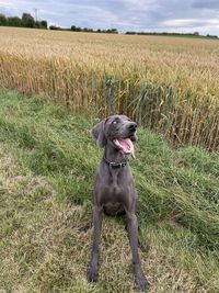 Dog looking away on field