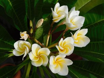 Close-up of flowers