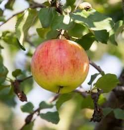 Close-up of apple on tree