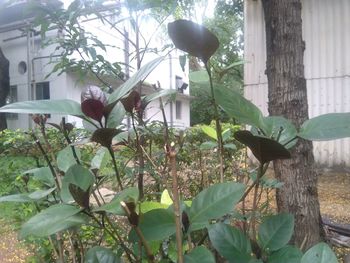 Flowering plants by window in yard