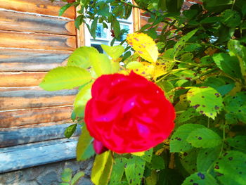 Close-up of pink rose