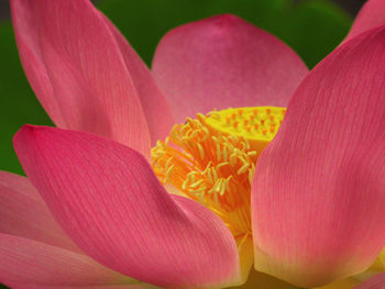 Close-up of pink lotus lily