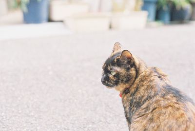 Close-up of cat