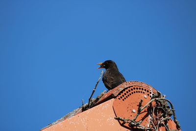 Low angle view of bird perching on roof against clear sky