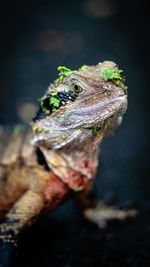 Close-up of lizard