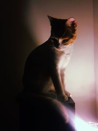 Cat looking away while sitting against wall