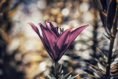 Close-up of crocus blooming outdoors