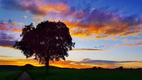 Silhouette tree on field against sky during sunset