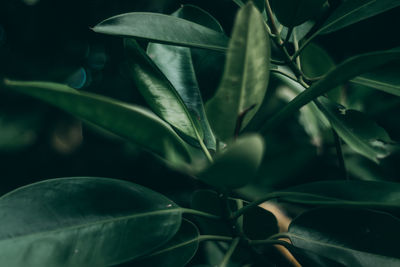 Full frame shot of leaves