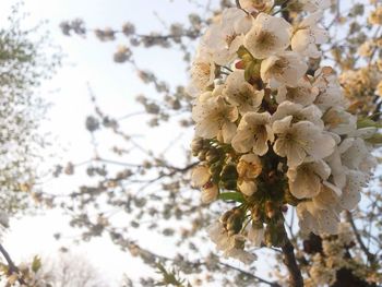 Close-up of white flower blooming in winter