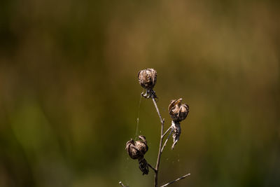 Close-up of wilted plant