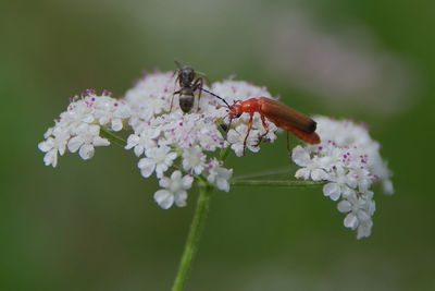 Close-up of insect on flower