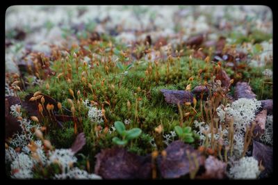 Close-up of mushrooms on grassy field