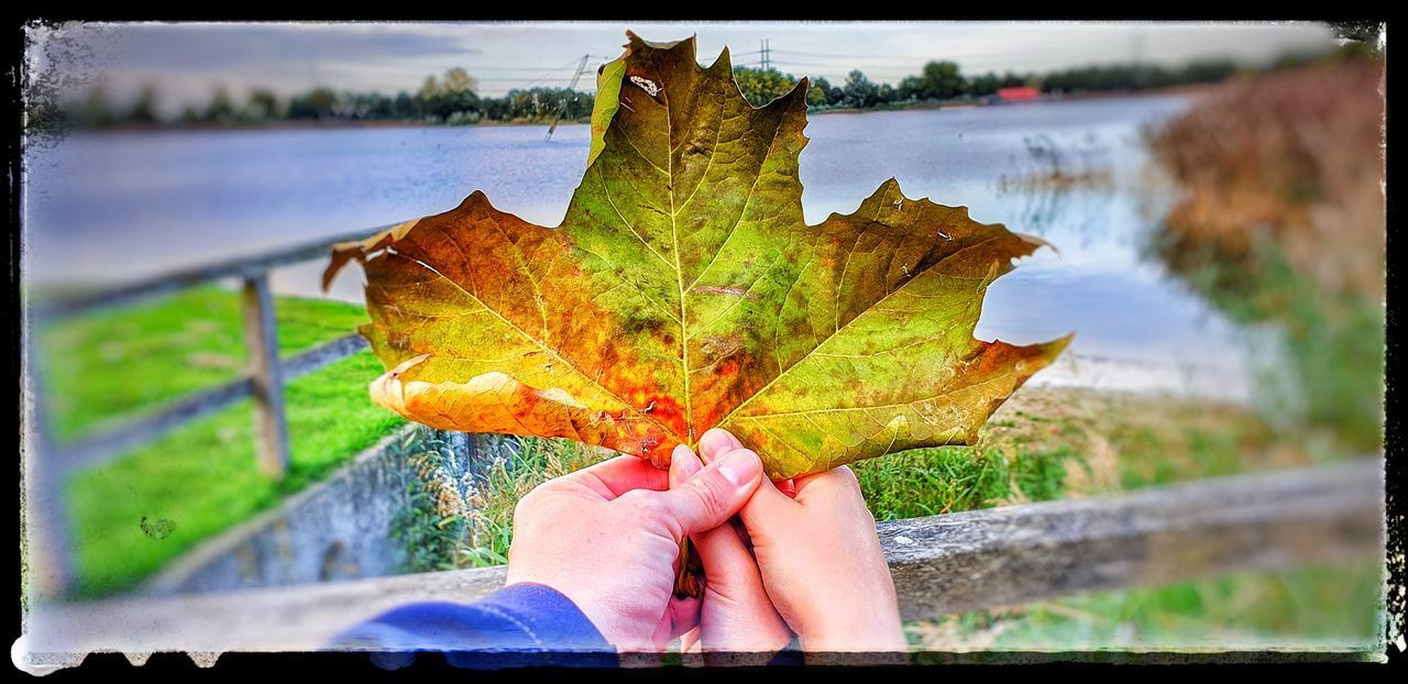 MIDSECTION OF PERSON HOLDING MAPLE LEAVES DURING AUTUMN
