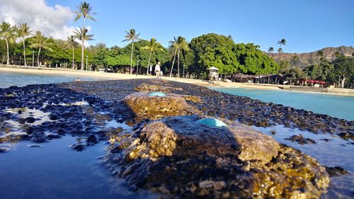 Surface level of palm trees by swimming pool against sky