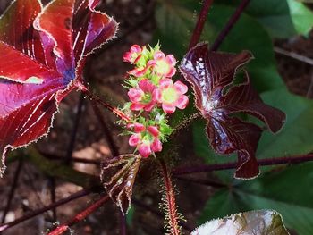 Close-up of butterfly pollinating on flower