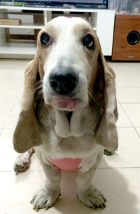 Close-up of a dog